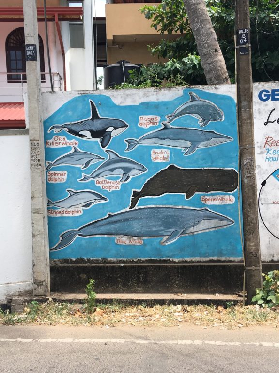 BALLENAS 2 MIRISSA 1-min