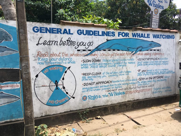 BALLENAS MIRISSA 2-min