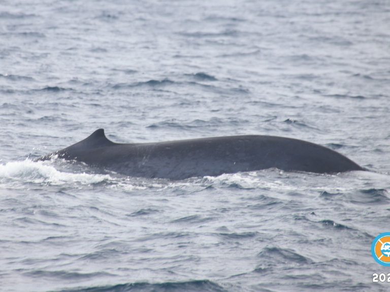Raja & The Whales (4)
