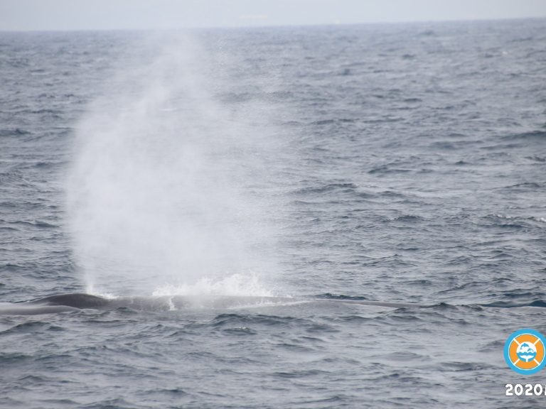 Raja & The Whales (5)